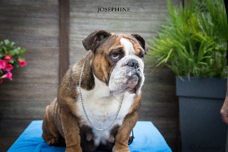 Just big mama dit joséphine breiz english bull's